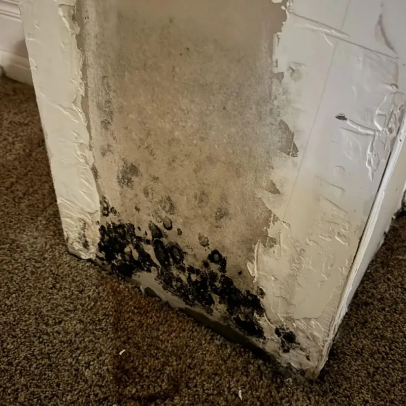 Professional Mold Removal in Ohioville, PA